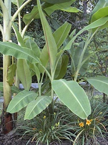 Amazon | スノーバナナ（エレファントバナナ）の種(10粒) | 果物